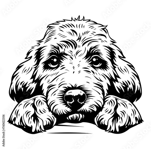 Golden Doodle dog face peeking over front paws vector illustration