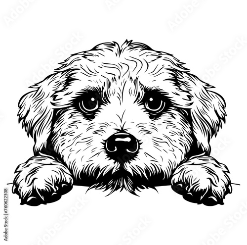 Golden Doodle dog face peeking over front paws vector illustration