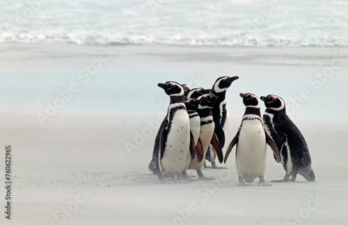 Manchot de Magellan,.Spheniscus magellanicus, Magellanic Penguin, Iles Falkland, Malouines photo