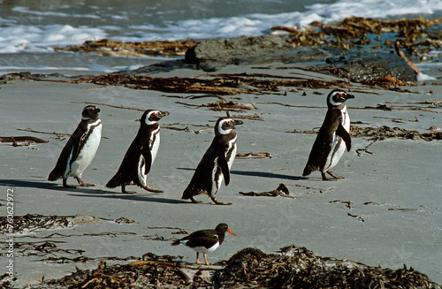 Manchot de Magellan .Spheniscus magellanicus  Magellanic Penguin  Hu  trier de Garnot .Haematopus leucopodus  Magellanic OystercatcherIles  Falkland  Malouines
