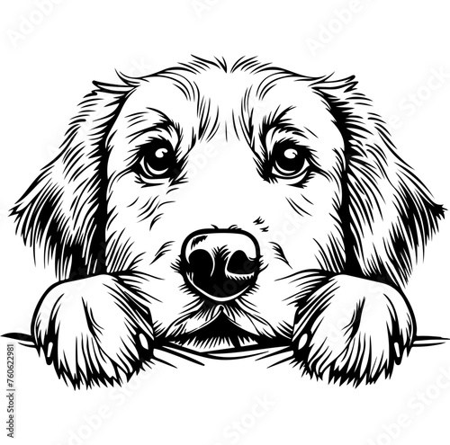 golden retriever dog face peeking over front paws vector illustration