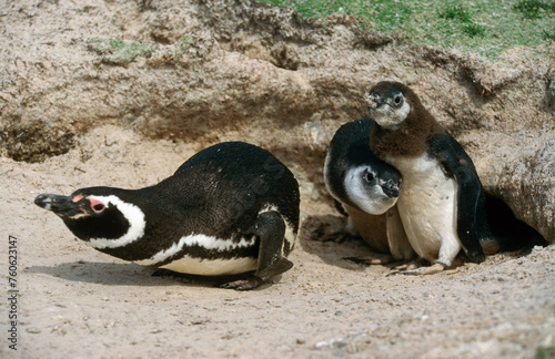 Manchot de Magellan, nid,.Spheniscus magellanicus, Magellanic Penguin, Iles Falkland, Malouines