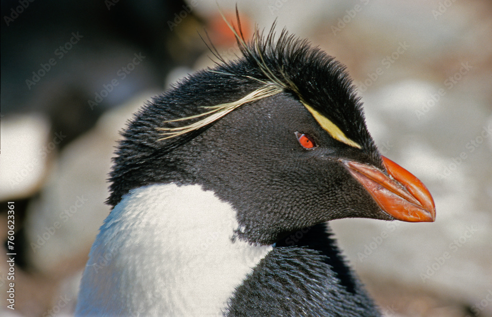 Naklejka premium Gorfou sauteur,.Eudyptes chrysocome, Southern Rockhopper Penguin, Iles Falkland, Malouines