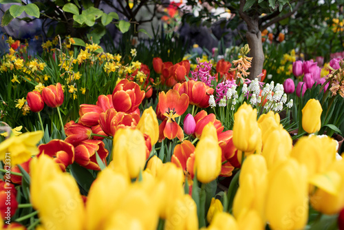 Spring garden of blooming tulips