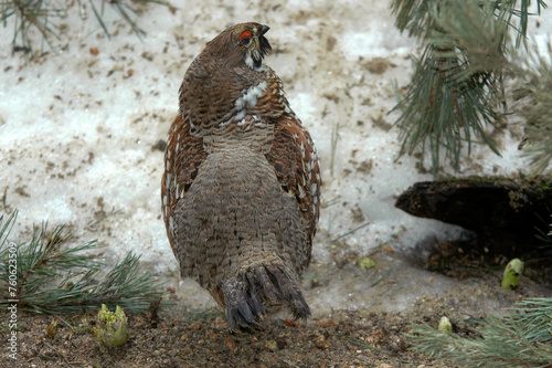 Gélinotte des bois,.Tetrastes bonasia, Hazel Grouse, femelle, male, parades