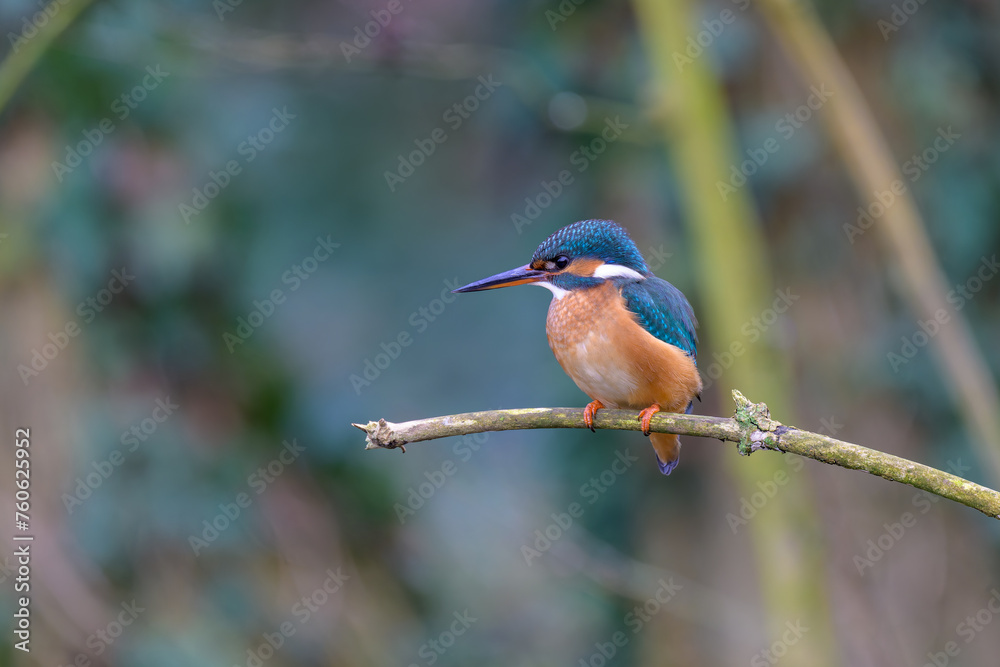 Kingfisher, Alcedo atthis, perched on a branch Kingfisher, Alcedo atthis, perched on a branch