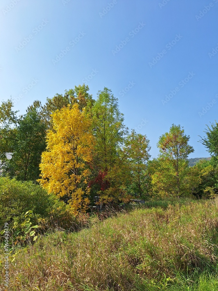 Trees and high grass on a trail in Cap Tourmente