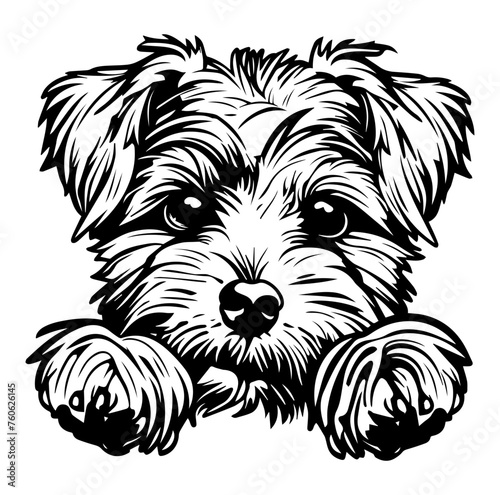 maltese dog face peeking over front paws vector illustration
