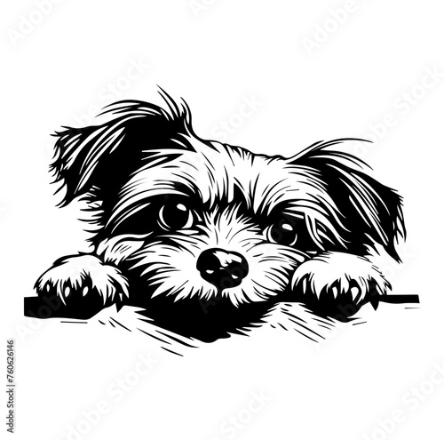 maltese dog face peeking over front paws vector illustration
