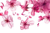 Close up of pink flowers on a white background. Suitable for various design projects
