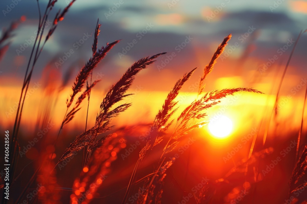 Sun setting behind tall grass, ideal for nature backgrounds