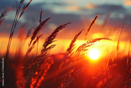 Sun setting behind tall grass, ideal for nature backgrounds