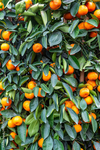 Hong Kong orange tree