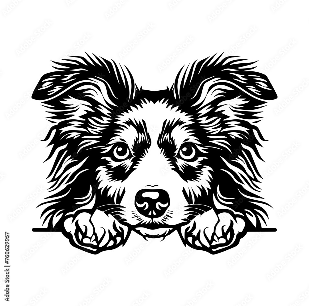 Shetland Sheepdog dog face peeking over front paws vector illustration
