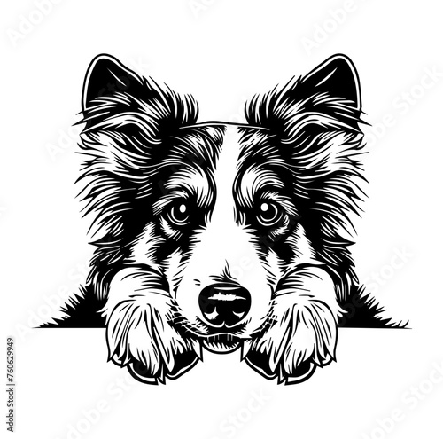 Shetland Sheepdog dog face peeking over front paws vector illustration