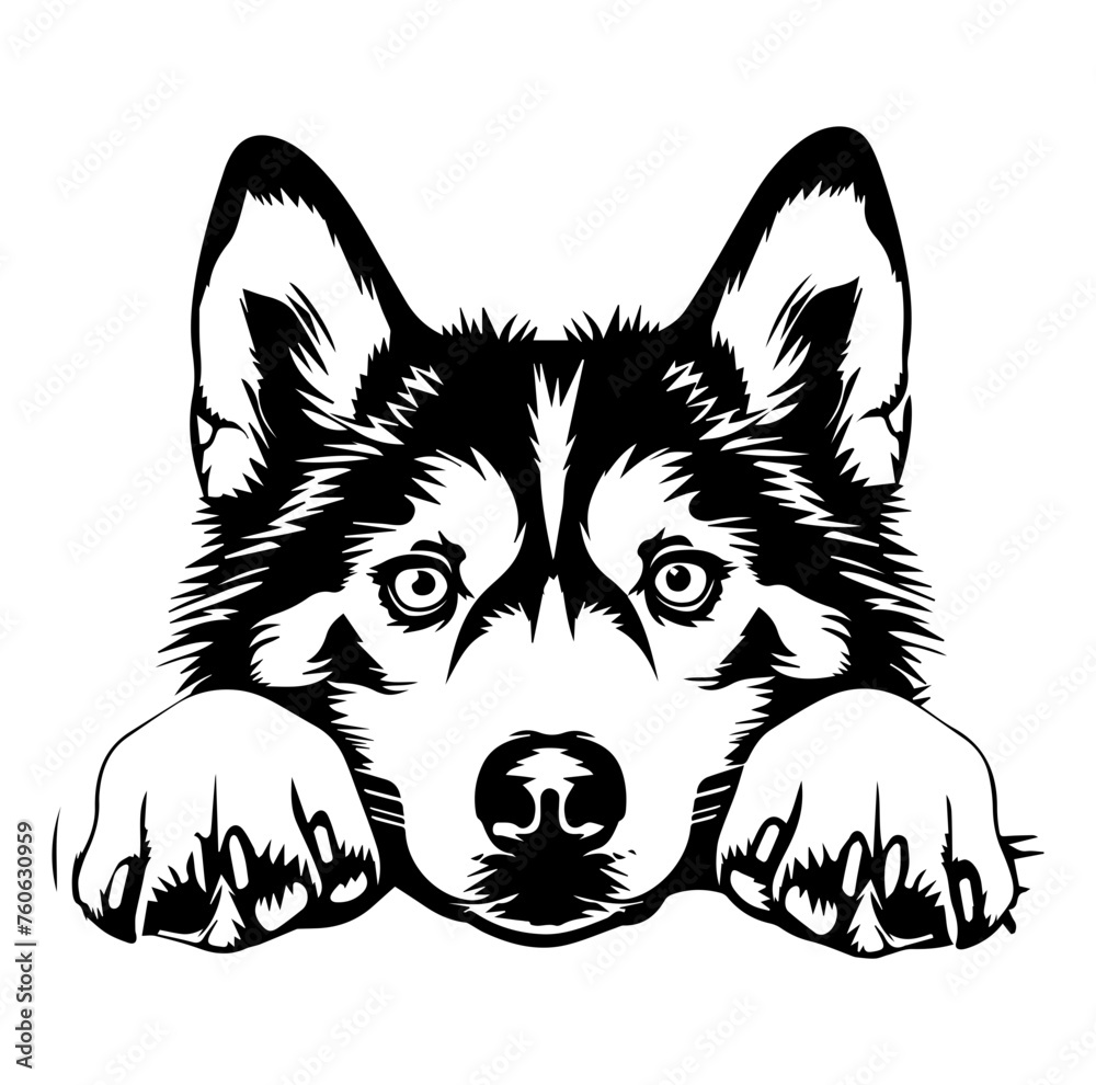 Siberian Husky dog face peeking over front paws vector illustration Siberian Husky dog face peeking over front paws vector illustration