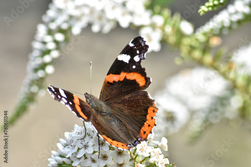 Portrait of a Red Admiral butterly photo