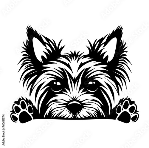 Yorkshire Terrier dog face peeking over front paws vector illustration