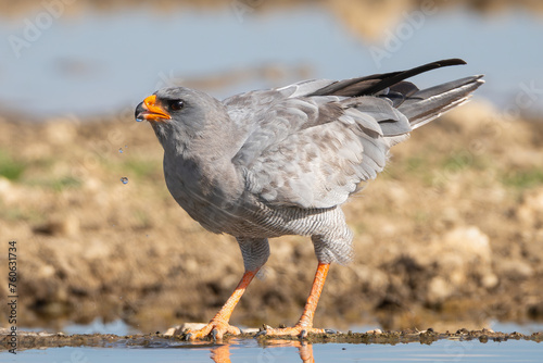 Pale chanting goshawk - Melierax canorus by the waterhole at brown background. Photo taken in Khalagadi Transfrontier Park in South Africa. photo