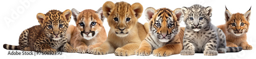 isolated cubs of wild cats. tiger and lion, leopard and cougar, snow leopard and lynx, cut out. kittens of the feline family in a row.