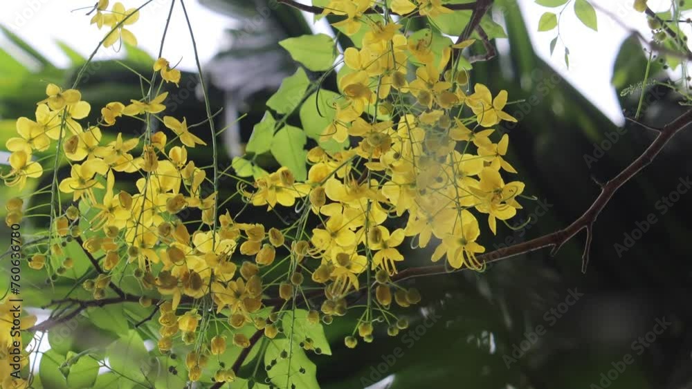 cassia fistula. kerala vishu festival flower .kani konna