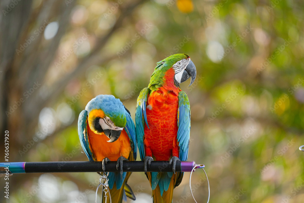 Obraz premium Harlequin macaw with blue and gold macaw parrot show in the park