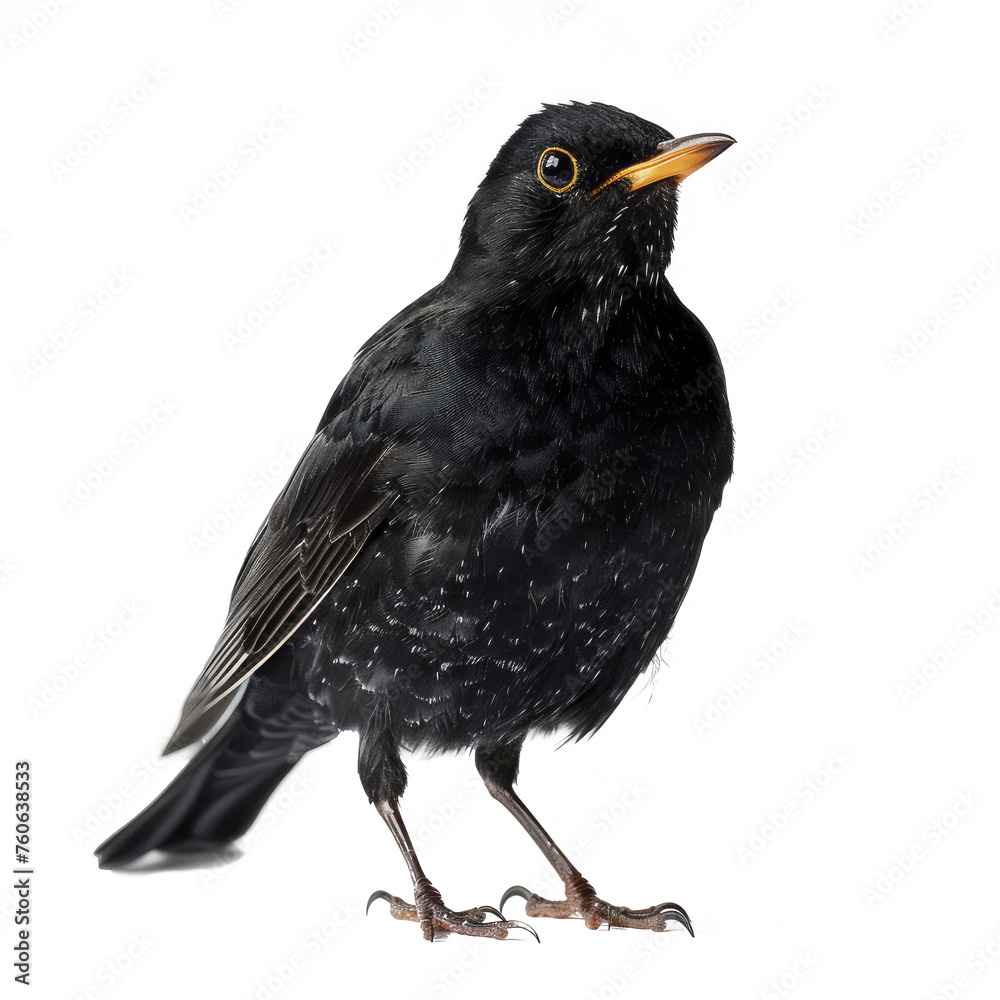 Fototapeta premium Blackbird White Background , Isolated Transparent Background Images