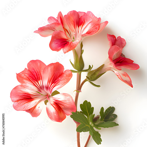 pink lily isolated on white background. Generative AI