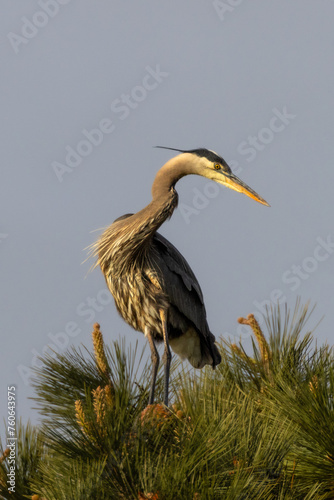 Great blue heron on the top of a pine tree