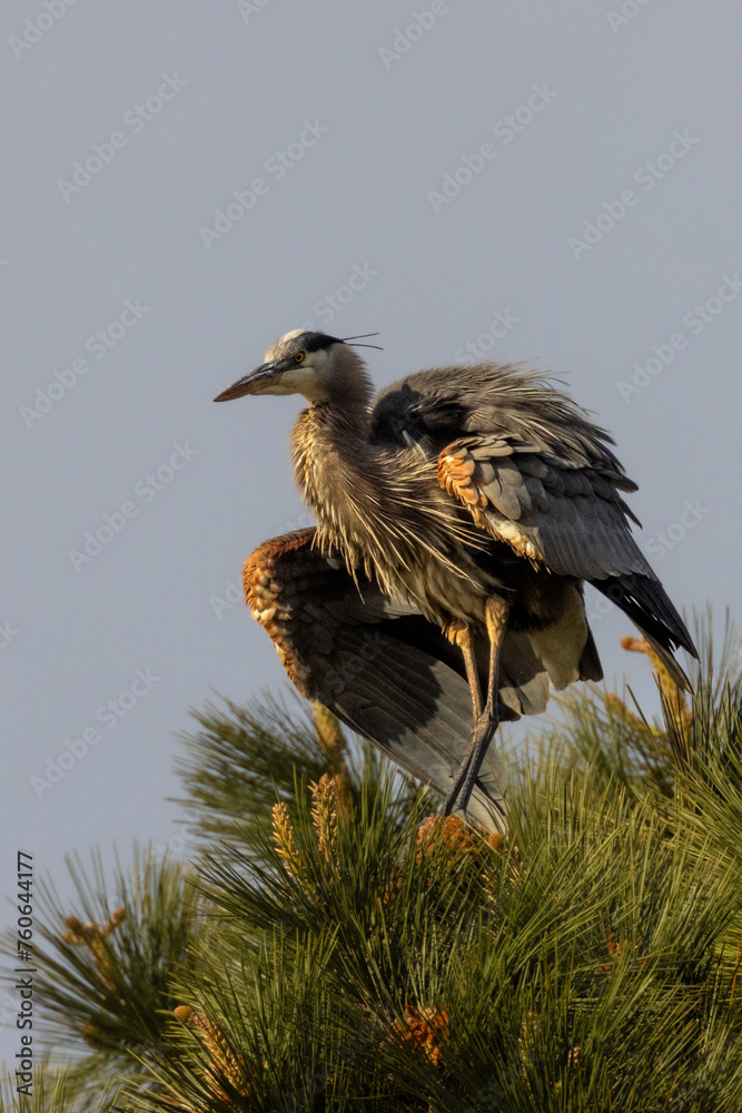 Obraz premium Great blue heron on the top of a pine tree