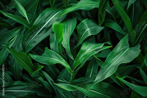 Green Corn Leaves in a Field of Maize, Nature's Bountiful Gift of Spring and Summer Grass