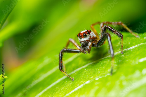 Spider on leaf in macro photography, isolated on white background