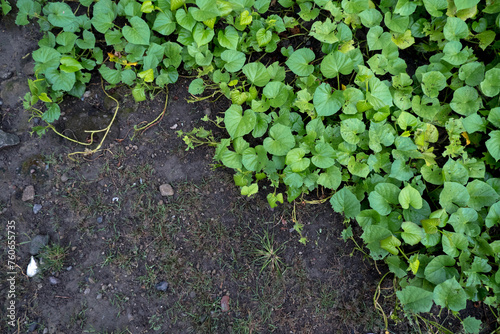 green plant growing on the ground