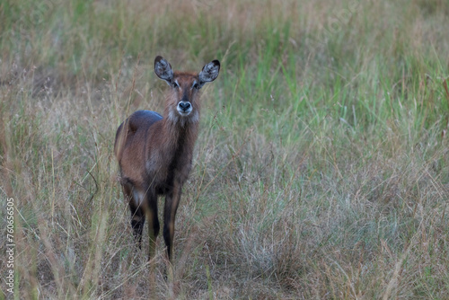 Defassa Waterbuck photo