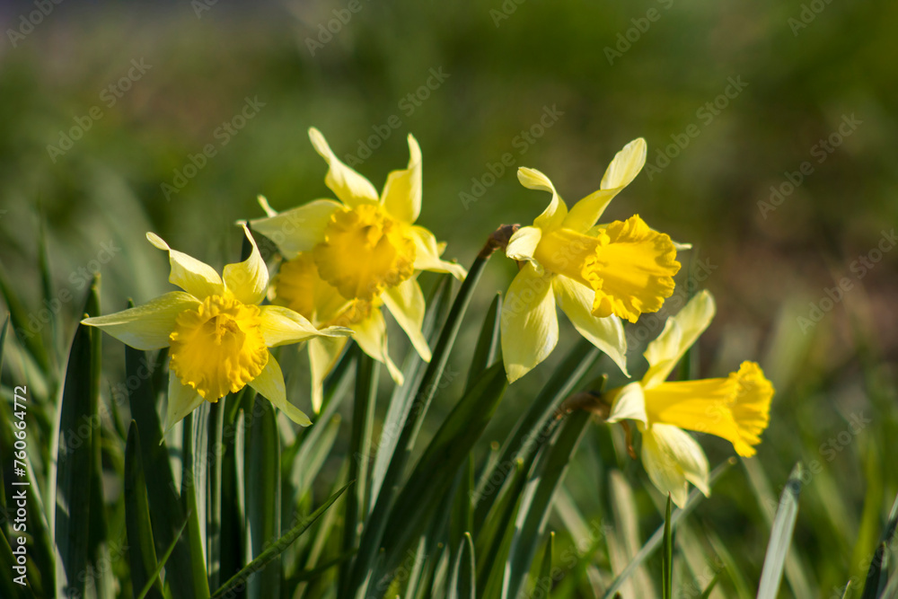 the daffodil, Narcissus pseudonarcissus, yellow narcissus flowers the daffodil, Narcissus pseudonarcissus, yellow narcissus flowers