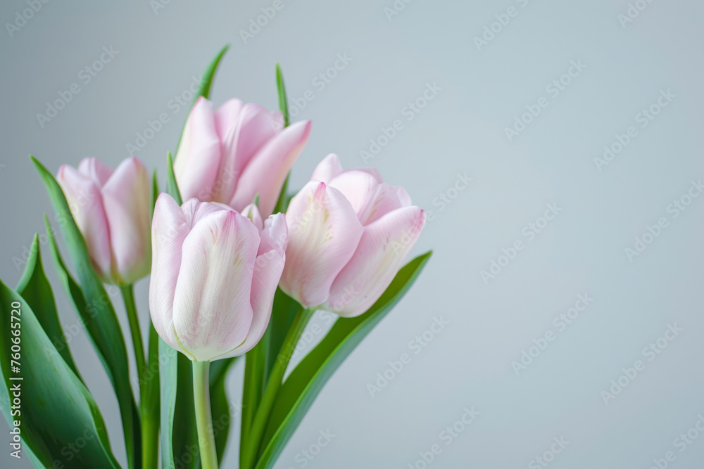Light pink tulip bouquet on a plain background shot with soft light and a shallow depth of field. Light pink tulip bouquet on a plain background shot with soft light and a shallow depth of field.