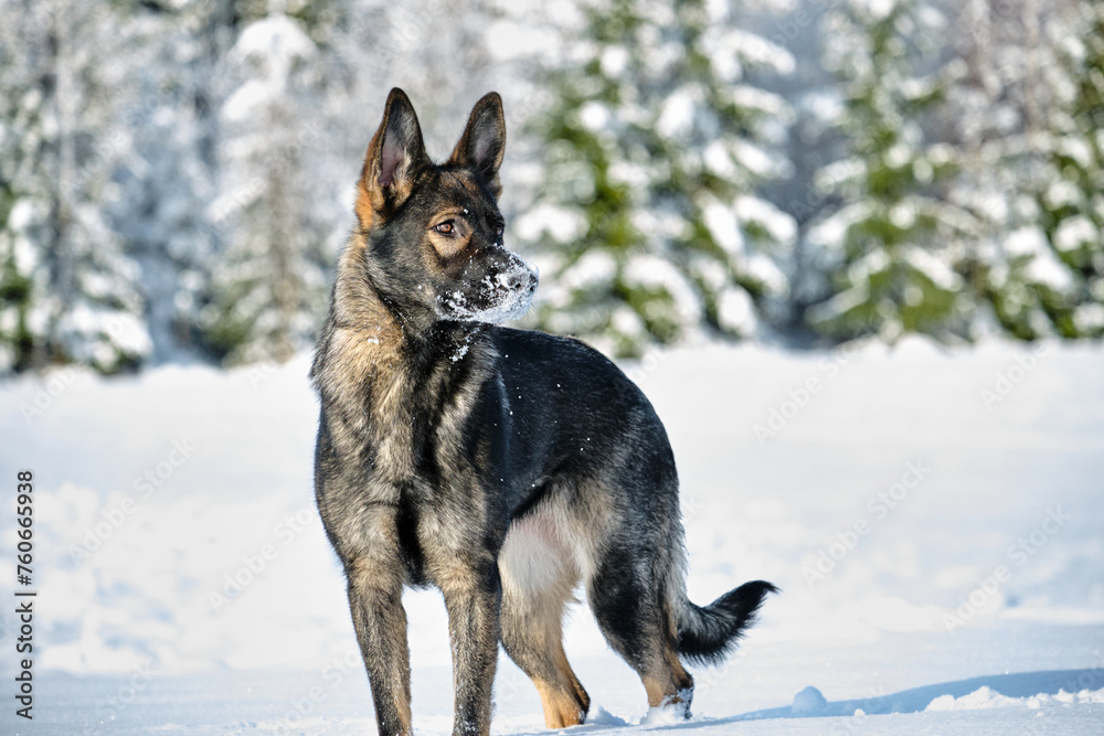 Beautiful gray German Shepherd dog playing in a snowy meadow on a sunny winter day in Skaraborg Sweden Beautiful gray German Shepherd dog playing in a snowy meadow on a sunny winter day in Skaraborg Sweden