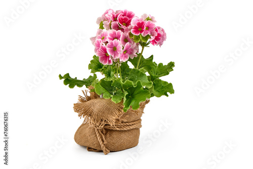 Geranium Zonal, pink Pelargonium in a decorative burlap pot, isolated on white background.