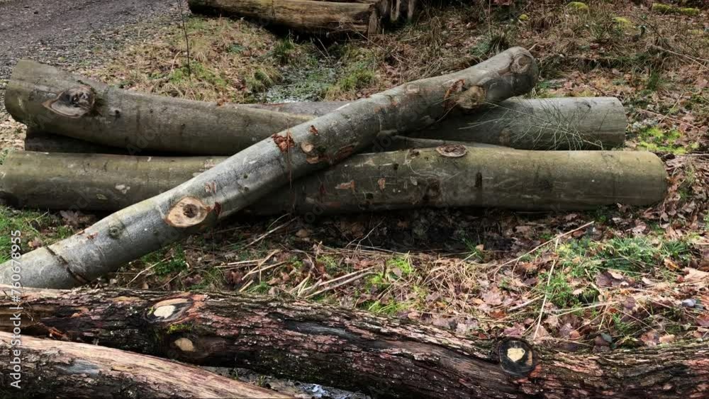 Logging site with felled trees in a forest, lumberyard in the woodlands, deforestation in Germany, Europe Logging site with felled trees in a forest, lumberyard in the woodlands, deforestation in Germany, Europe
