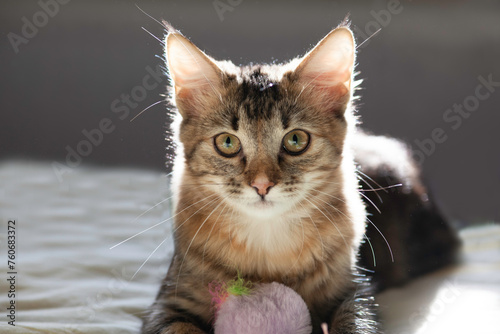 beautiful kitten playing in the sunlight