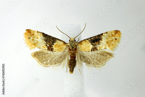 Vine moth, european grape berry moth (Eupoecilia ambiguella). Prepared specimen in museum collection. Polyphagous on berry bearing plants. photo