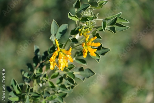 Medicago or alfalfa arborea or moon trefoil, yellow flowers, in Attica, Greece
