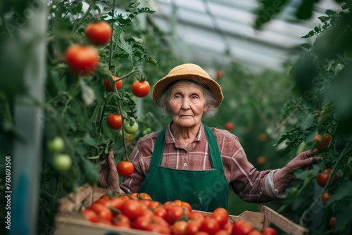 Close up portrait of happy old elderly woman gardener in a garden, greenhouse holding a wooden crate of red tomatos 