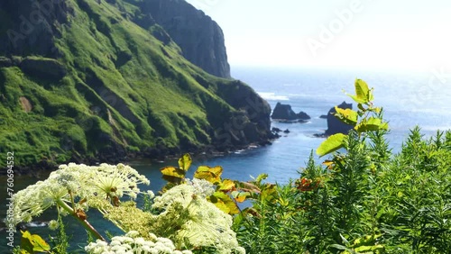 A plant swaying in the wind. The scenery of the sea of ??Rebun Island, Hokkaido.
