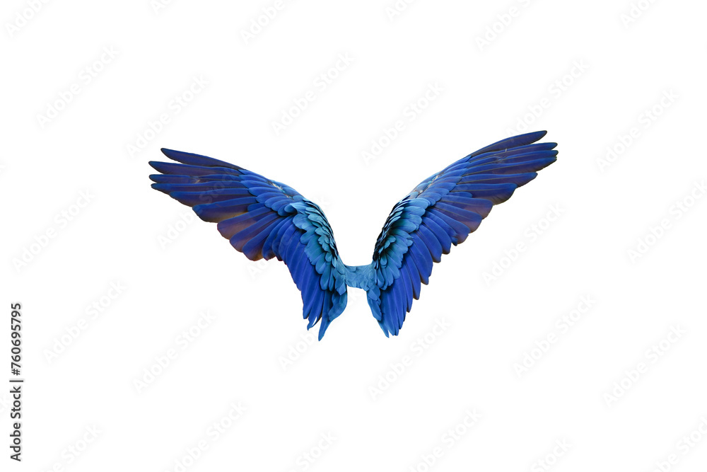 Blue and gold macaw bird wings isolated on white background. This has clipping path.