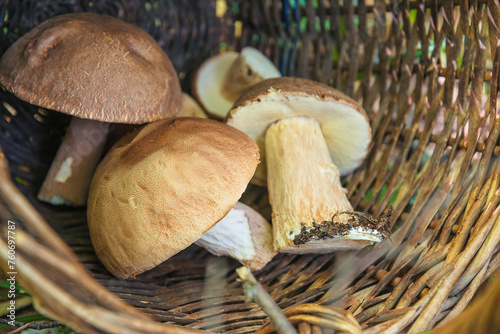 Close up for boletus edilis eddible mushrooms in a wicker basket