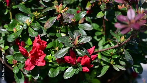 Japanese azalea Small-flowered rhododendron obtusum or Azalea japonica photo