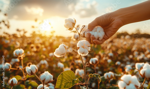 Farmer hand picking white boll of cotton. Cotton farm. Field of cotton plants. Sustainable and eco-friendly practice on a cotton farm. Organic farming. Raw material for textile industry photo