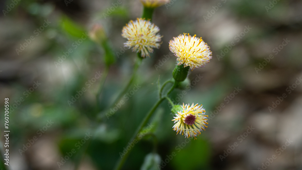 Three Yellow Flowers in The Grass Macro Detail with Blurred Background Three Yellow Flowers in The Grass Macro Detail with Blurred Background