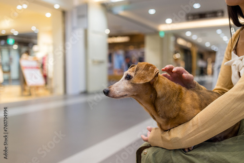 Woman go shopping mall with her dachshund dog
